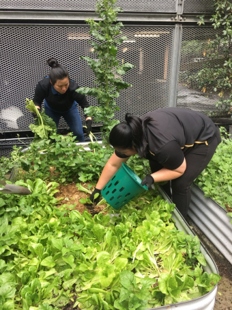 Planting Strawberries